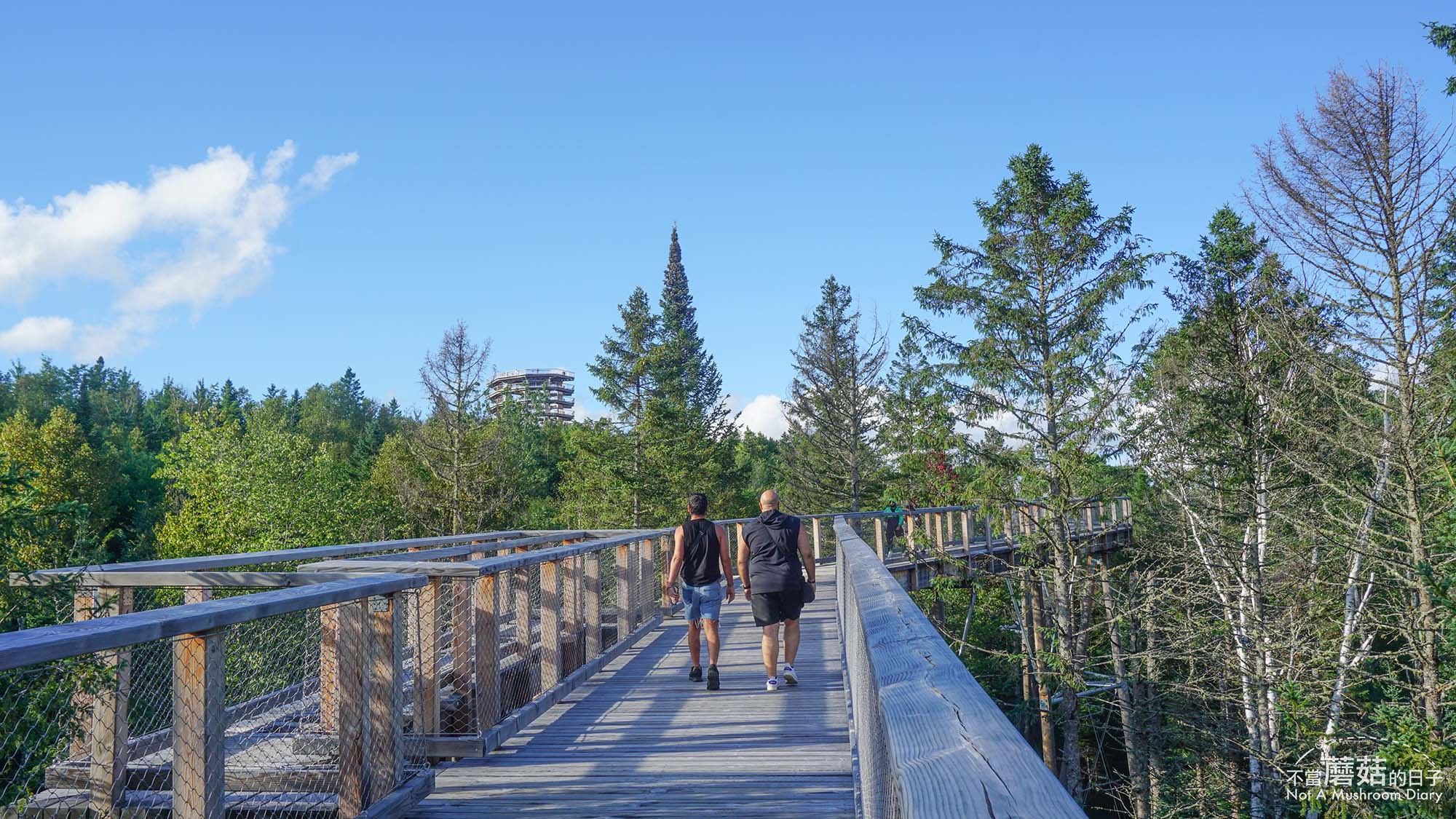 蒙特婁 魁北克 景點 推薦 必去 Sentier des cimes Laurentides 洛朗第樹冠步道