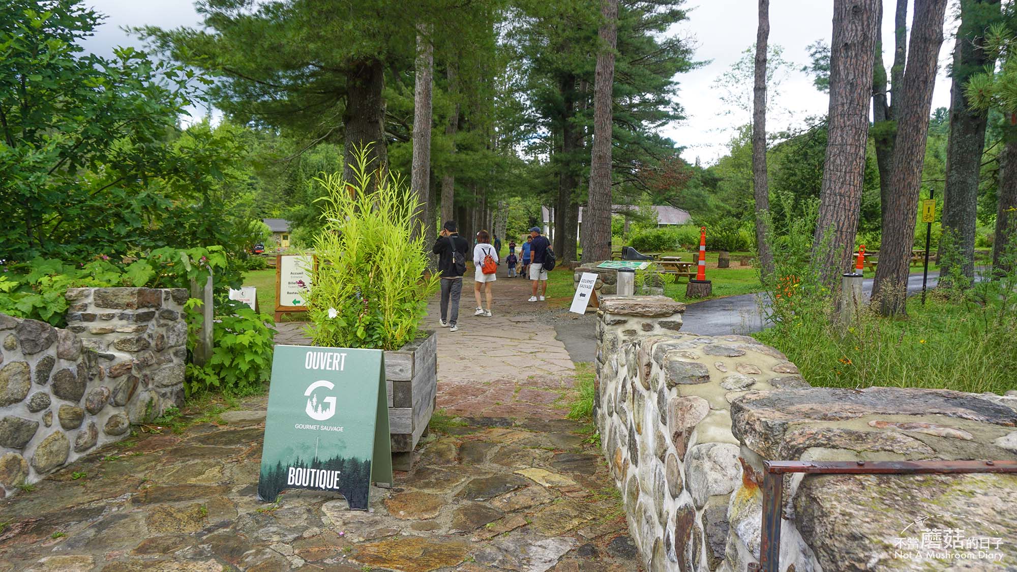 蒙特婁 魁北克 景點 推薦 必去 Sentier des cimes Laurentides 洛朗第樹冠步道