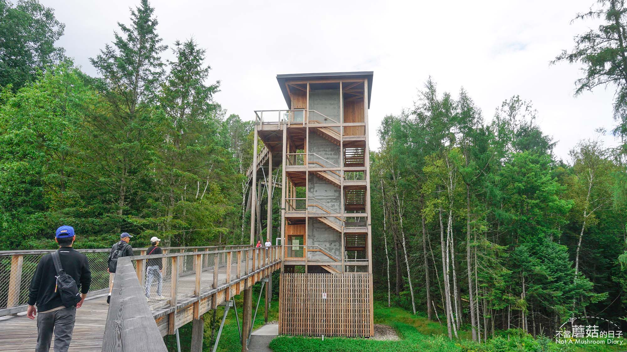 蒙特婁 魁北克 景點 推薦 必去 Sentier des cimes Laurentides 洛朗第樹冠步道