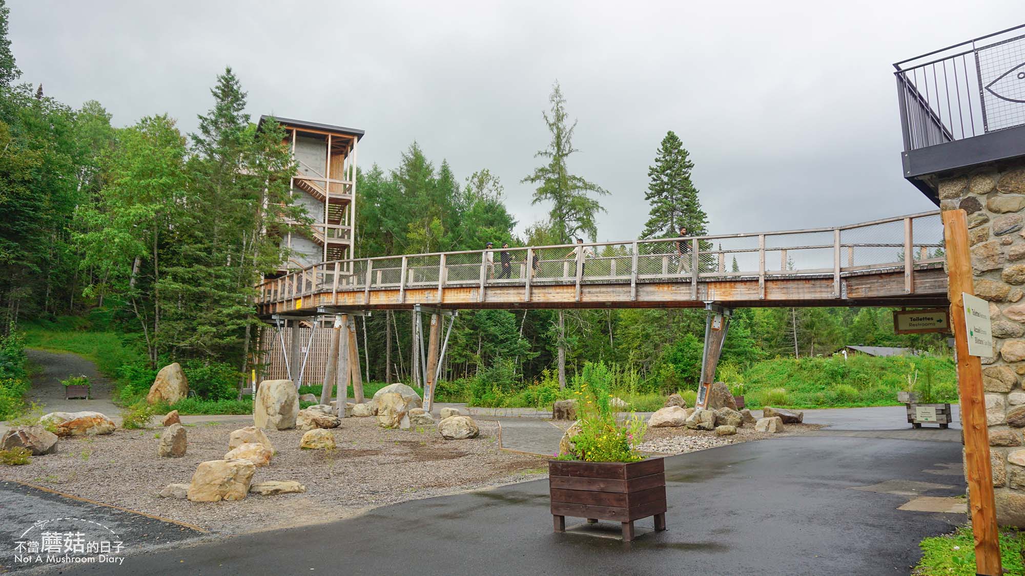 蒙特婁 魁北克 景點 推薦 必去 Sentier des cimes Laurentides 洛朗第樹冠步道