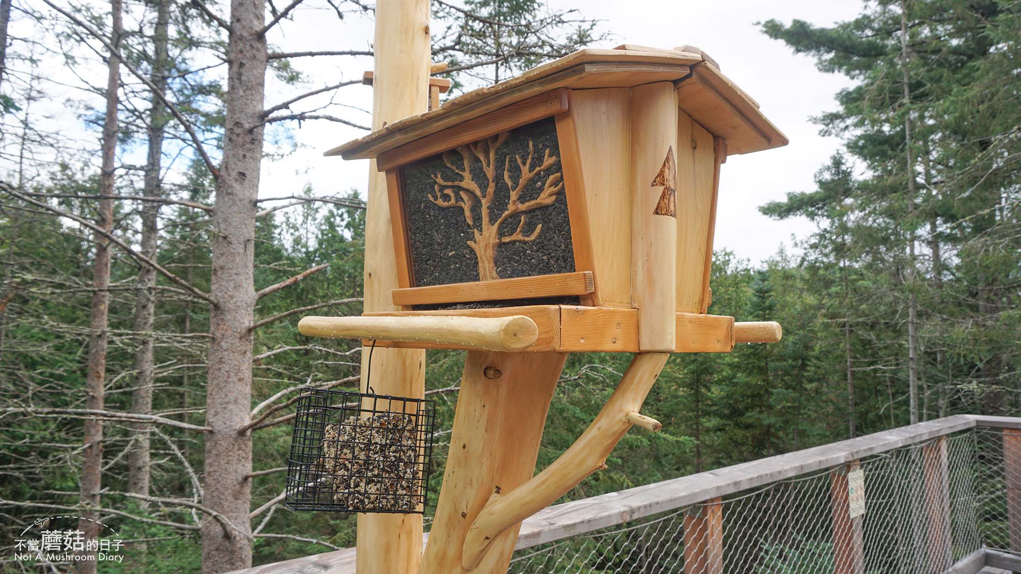 蒙特婁 魁北克 景點 推薦 必去 Sentier des cimes Laurentides 洛朗第樹冠步道