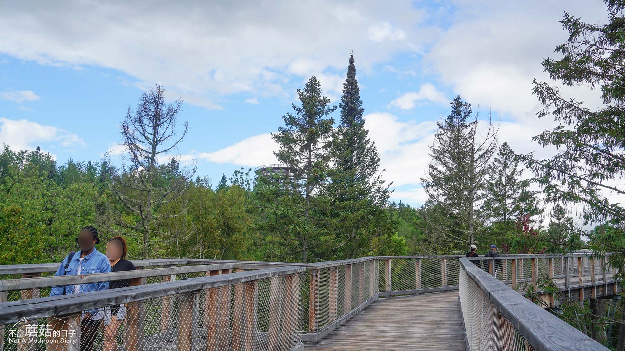 蒙特婁 魁北克 景點 推薦 必去 Sentier des cimes Laurentides 洛朗第樹冠步道