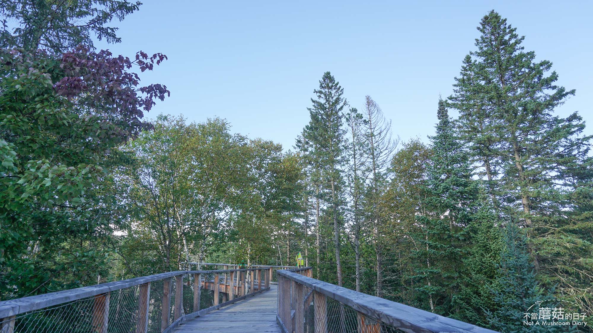 蒙特婁 魁北克 景點 推薦 必去 Sentier des cimes Laurentides 洛朗第樹冠步道