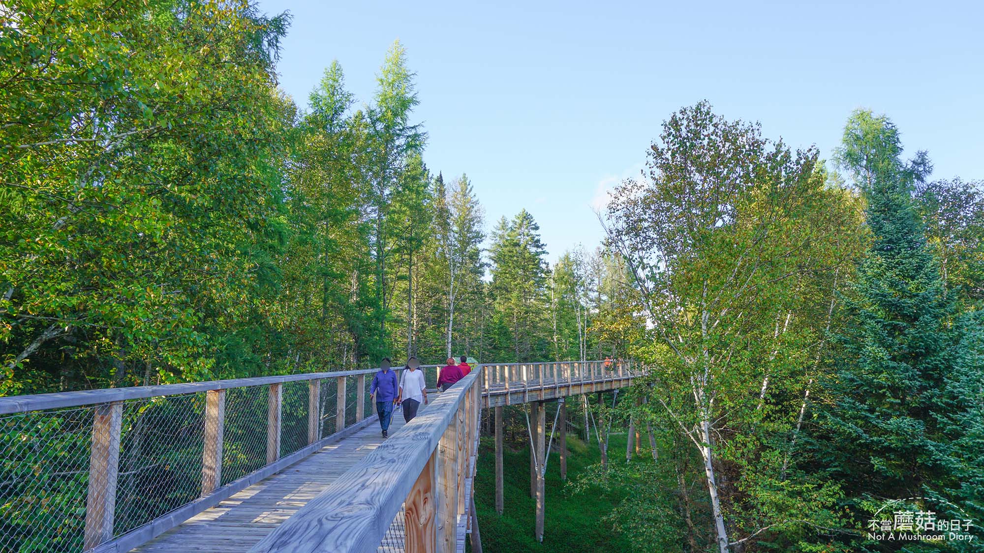 蒙特婁 魁北克 景點 推薦 必去 Sentier des cimes Laurentides 洛朗第樹冠步道