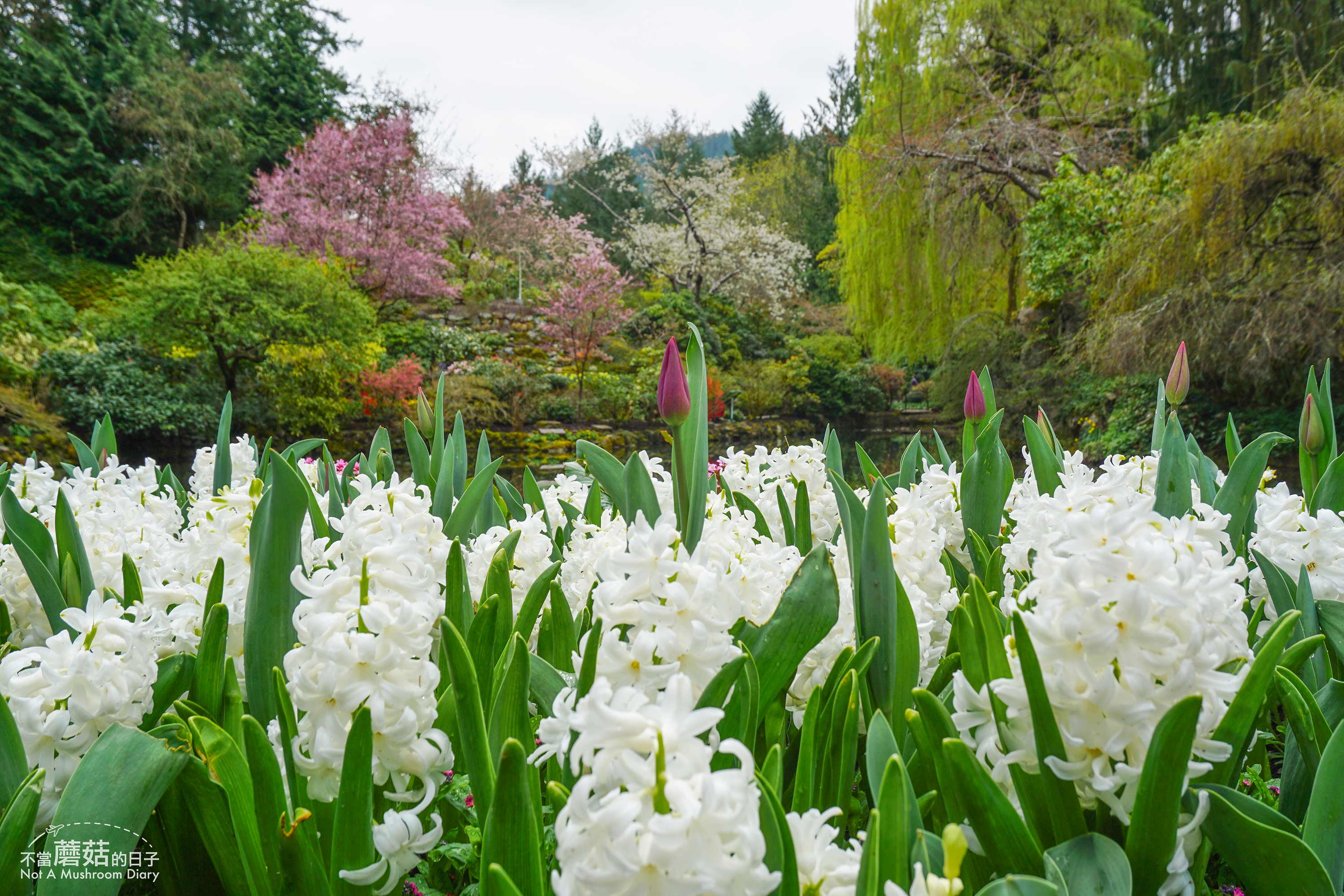 維多利亞 溫哥華島 加拿大 景點 布查花園 Butchart Garden