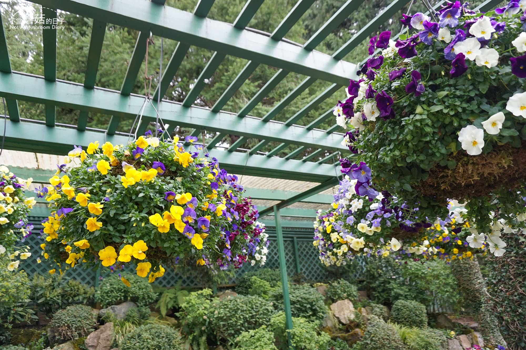 維多利亞 溫哥華島 加拿大 景點 布查花園 Butchart Garden