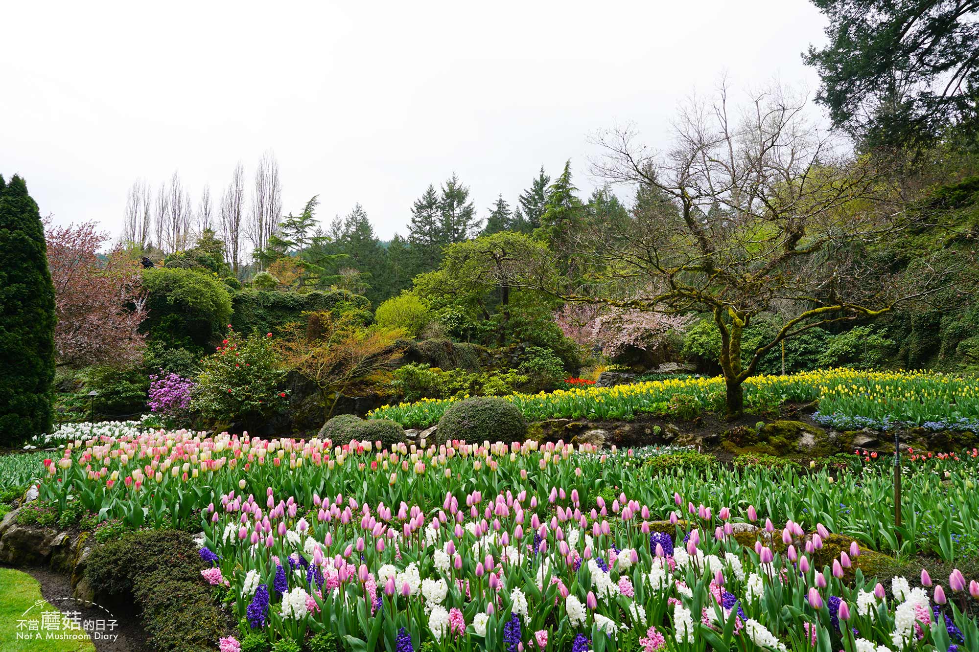 維多利亞 溫哥華島 加拿大 景點 布查花園 Butchart Garden