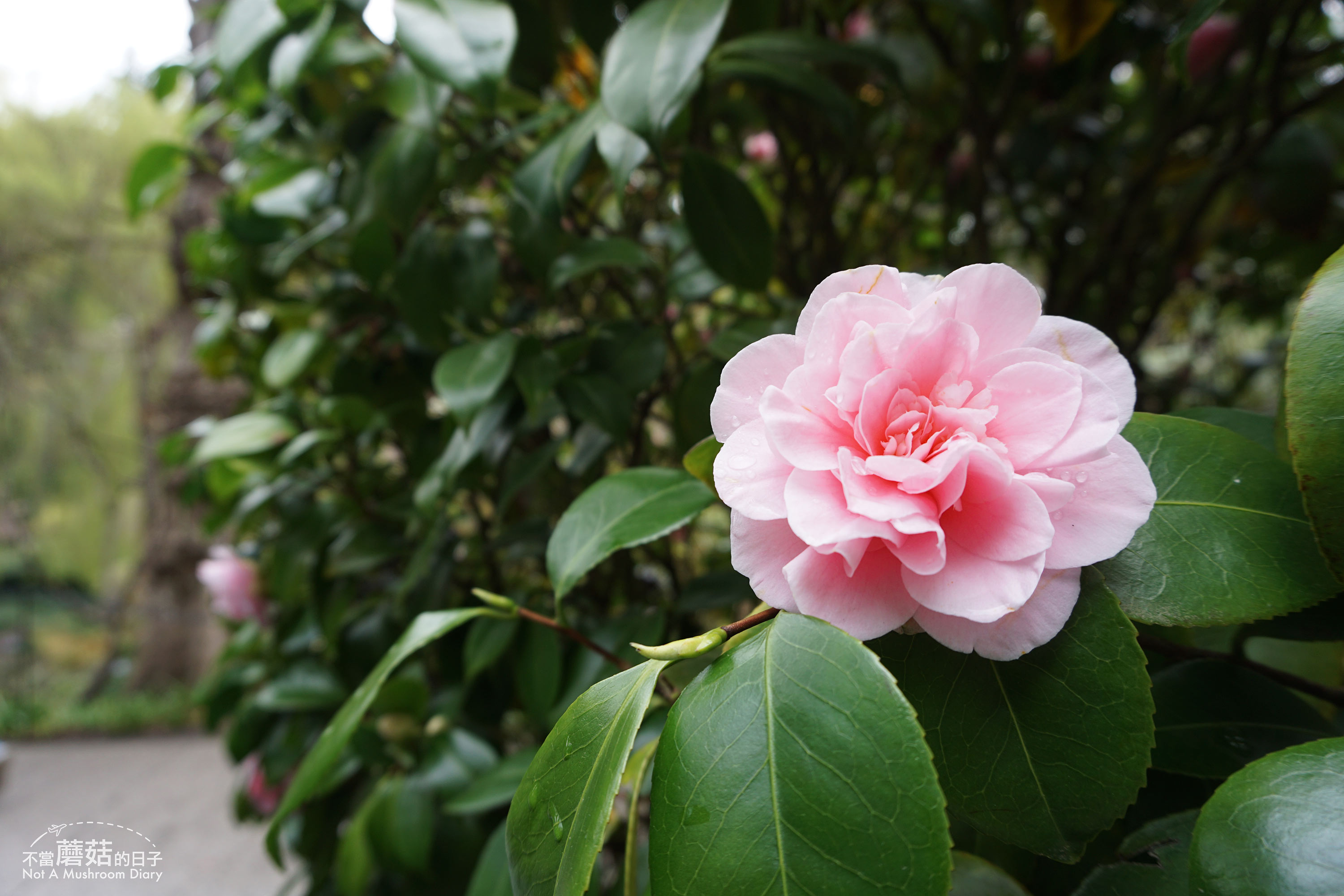 維多利亞 溫哥華島 加拿大 景點 布查花園 Butchart Garden