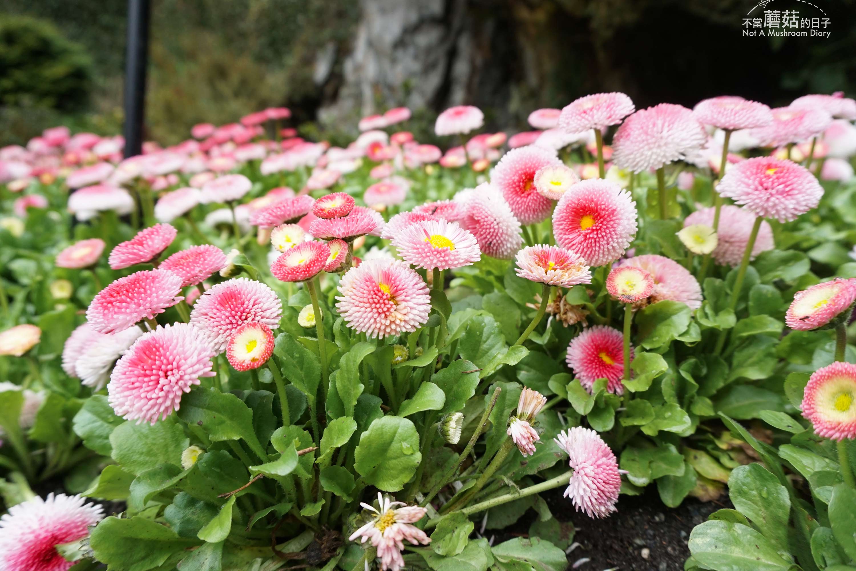 維多利亞 溫哥華島 加拿大 景點 布查花園 Butchart Garden